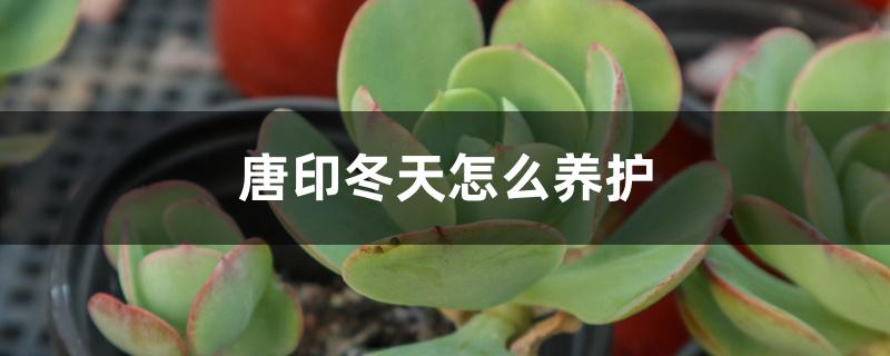 唐印冬天怎么养护,冻伤后如何处理 唐印冬天怎么养护,冻伤后如何处理