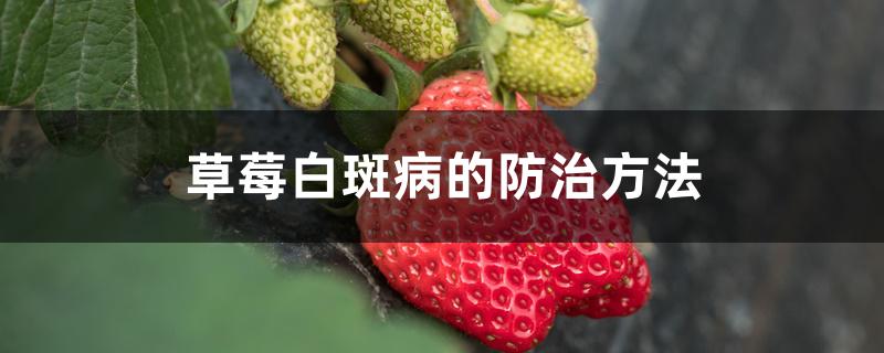 草莓白斑病的防治方法,用什么药剂改善 草莓白斑病的防治方法,用什么药剂改善