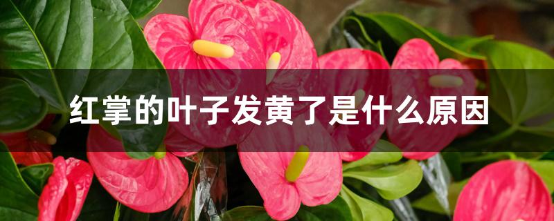 红掌的叶子发黄了是什么原因,如何解决 红掌的叶子发黄了是什么原因,如何解决