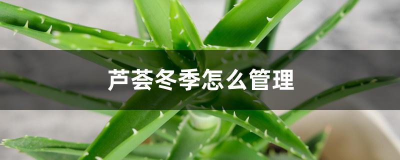 芦荟冬季怎么管理,怎么保温 芦荟冬季怎么管理,怎么保温