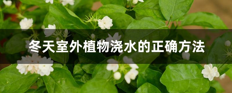 冬天室外植物浇水的正确方法 冬天室外植物浇水的正确方法