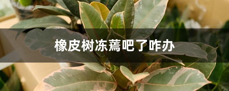 橡皮树冻蔫吧了咋办 橡皮树冻蔫吧了咋办
