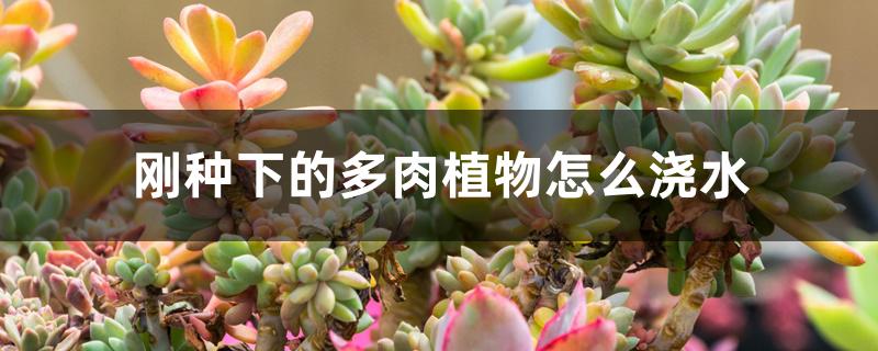 刚种下的多肉植物怎么浇水 刚种下的多肉植物怎么浇水