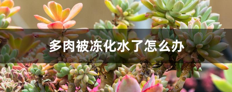 多肉被冻化水了怎么办 多肉被冻化水了怎么办