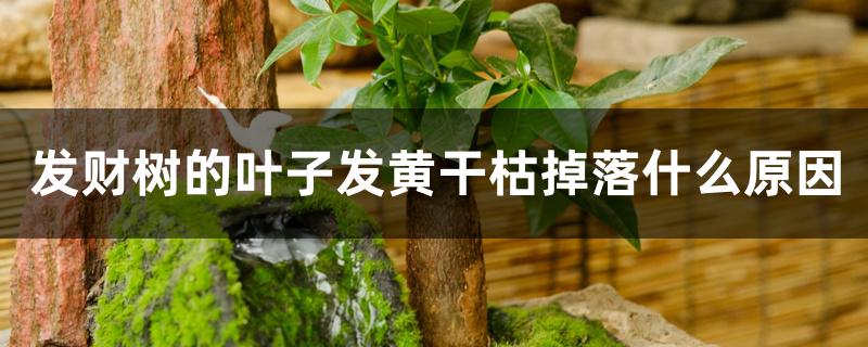 发财树的叶子发黄干枯掉落什么原因 发财树的叶子发黄干枯掉落什么原因