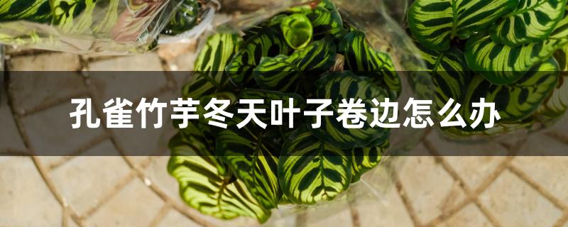 孔雀竹芋冬天叶子卷边怎么办 孔雀竹芋冬天叶子卷边怎么办