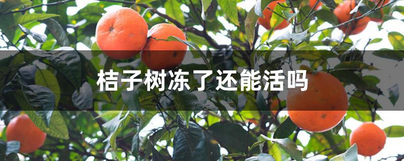 桔子树冻了还能活吗 桔子树冻了还能活吗