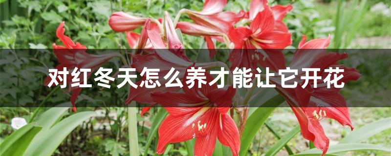 对红冬天怎么养才能让它开花 对红冬天怎么养才能让它开花