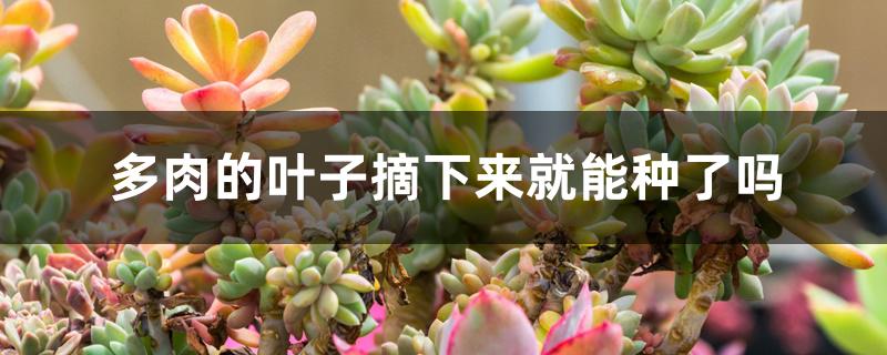 多肉的叶子摘下来就能种了吗 多肉的叶子摘下来就能种了吗