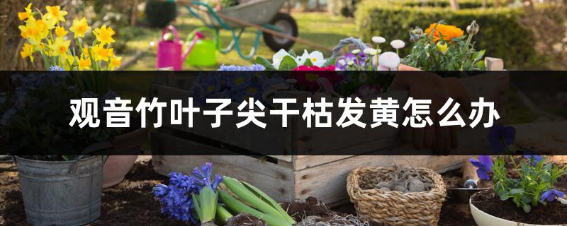 观音竹叶子尖干枯发黄怎么办 观音竹叶子尖干枯发黄怎么办