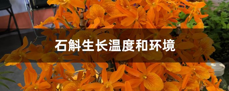 石斛生长温度和环境 石斛生长温度和环境
