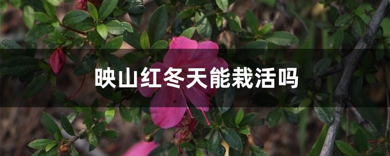 映山红冬天能栽活吗 映山红冬天能栽活吗
