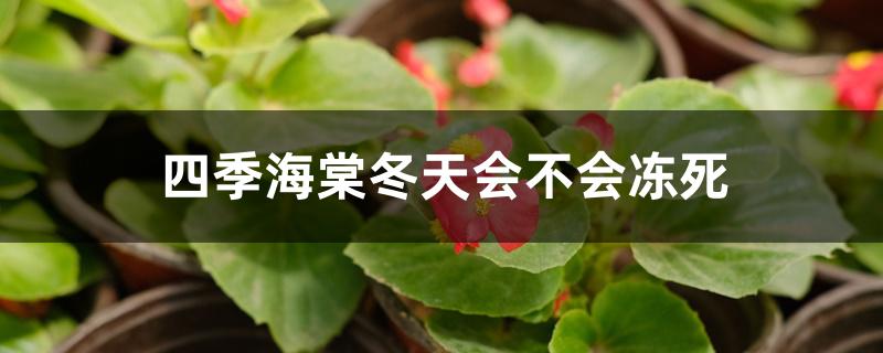 四季海棠冬天会不会冻死 四季海棠冬天会不会冻死