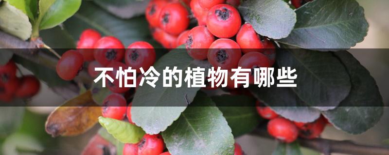 不怕冷的植物有哪些 不怕冷的植物有哪些
