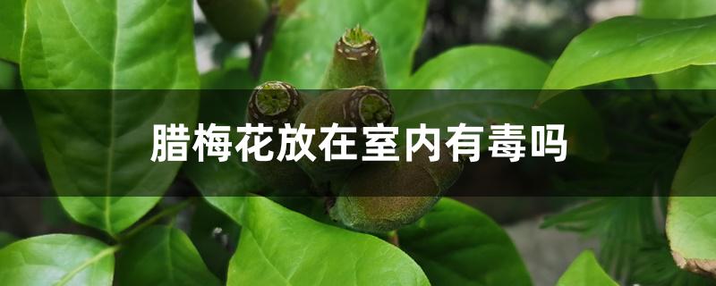 腊梅花放在室内有毒吗 腊梅花放在室内有毒吗