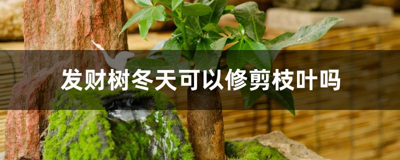 发财树冬天可以修剪枝叶吗 发财树冬天可以修剪枝叶吗