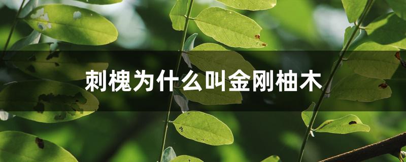 刺槐为什么叫金刚柚木 刺槐为什么叫金刚柚木