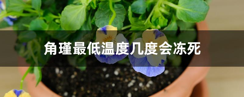 角堇最低温度几度会冻死 角堇最低温度几度会冻死