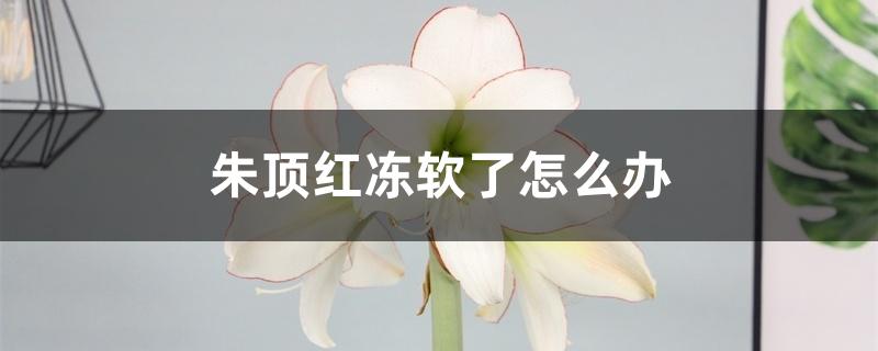 朱顶红冻软了怎么办 朱顶红冻软了怎么办