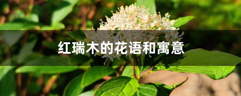 红瑞木的花语和寓意 红瑞木的花语和寓意
