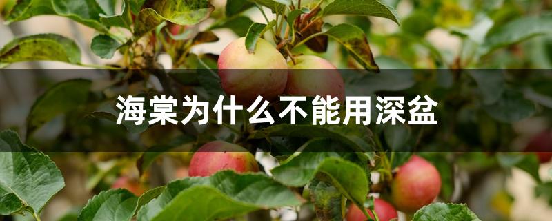 海棠为什么不能用深盆 海棠为什么不能用深盆