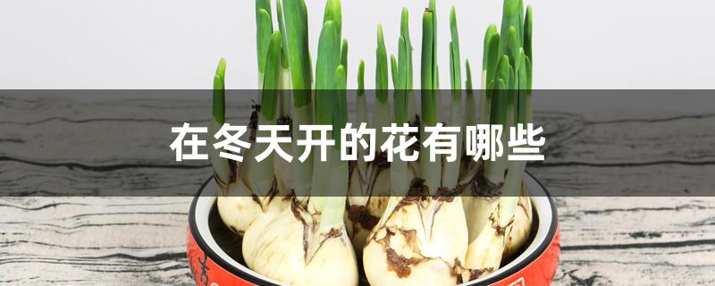 在冬天开的花有哪些