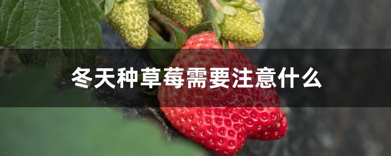 冬天种草莓需要注意什么 冬天种草莓需要注意什么