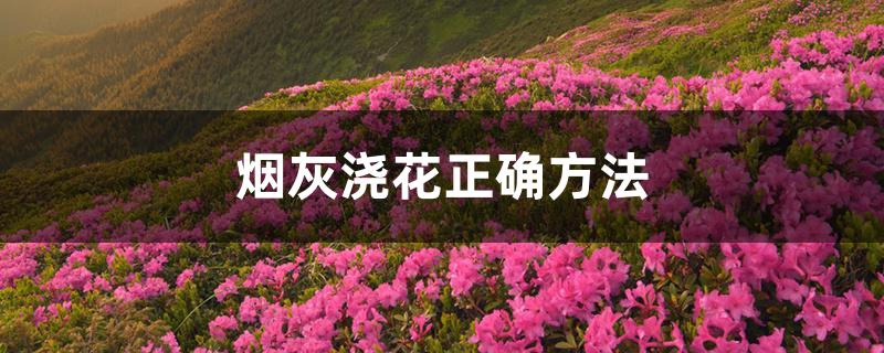 烟灰浇花正确方法 烟灰浇花正确方法
