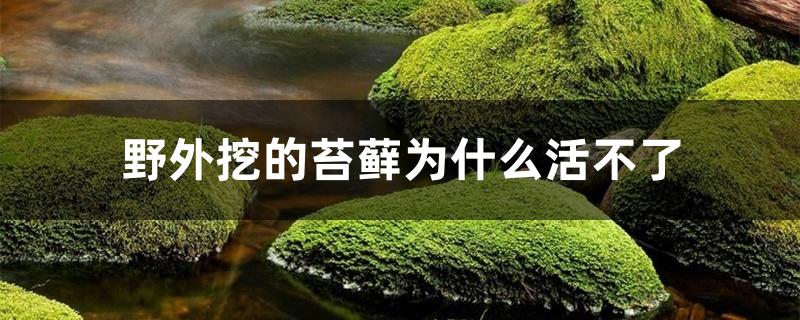 野外挖的苔藓为什么活不了 野外挖的苔藓为什么活不了