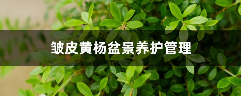 皱皮黄杨盆景养护管理 皱皮黄杨盆景养护管理
