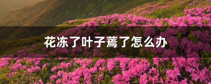 花冻了叶子蔫了怎么办 花冻了叶子蔫了怎么办