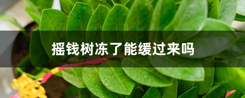 摇钱树冻了能缓过来吗 摇钱树冻了能缓过来吗