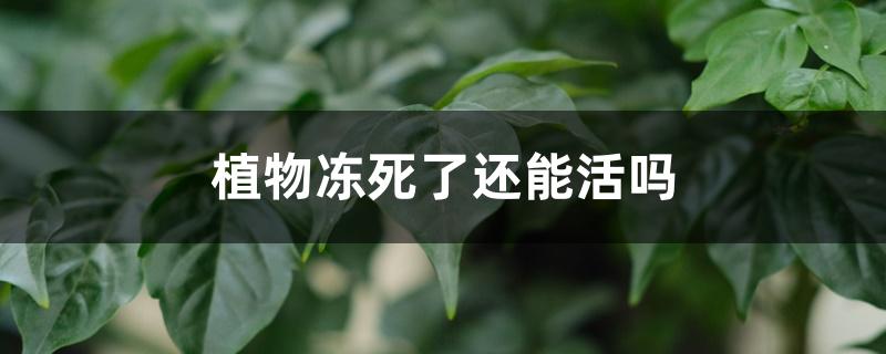 植物冻死了还能活吗 植物冻死了还能活吗