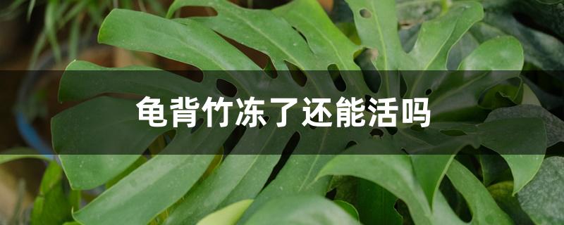 龟背竹冻了还能活吗 龟背竹冻了还能活吗