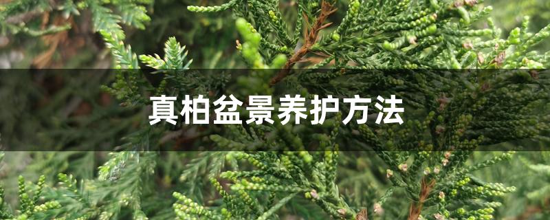 真柏盆景养护方法 真柏盆景养护方法