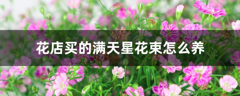 花店买的满天星花束怎么养 花店买的满天星花束怎么养