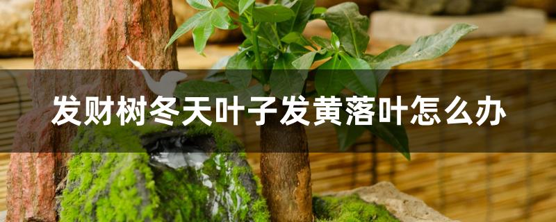 发财树冬天叶子发黄落叶怎么办