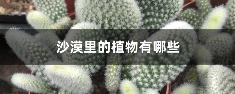 沙漠里的植物有哪些 沙漠里的植物有哪些