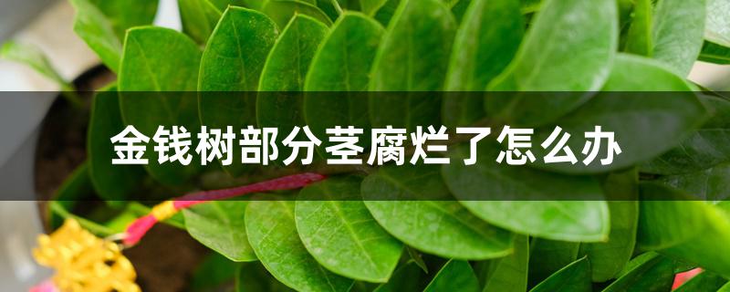 金钱树部分茎腐烂了怎么办 金钱树部分茎腐烂了怎么办