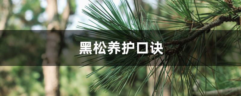 黑松养护口诀 黑松养护口诀