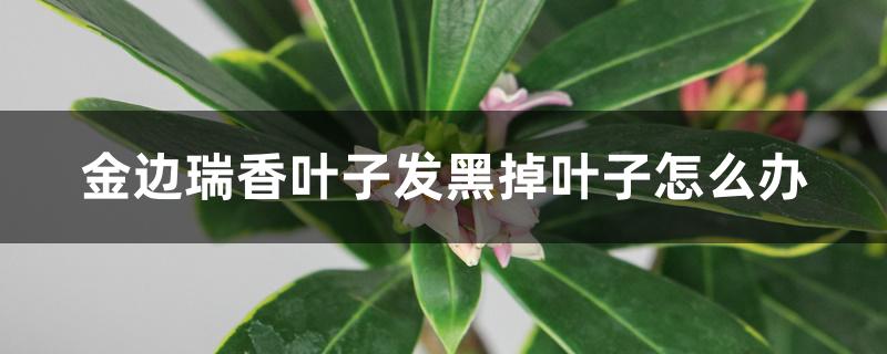 金边瑞香叶子发黑掉叶子怎么办 金边瑞香叶子发黑掉叶子怎么办