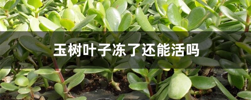 玉树叶子冻了还能活吗 玉树叶子冻了还能活吗