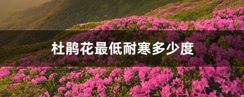 杜鹃花最低耐寒多少度 杜鹃花最低耐寒多少度