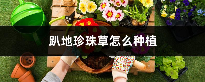 趴地珍珠草怎么种植 趴地珍珠草怎么种植