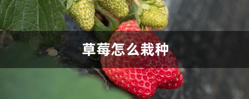 草莓怎么栽种 草莓怎么栽种
