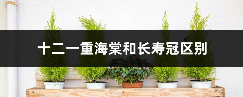 十二一重海棠和长寿冠区别 十二一重海棠和长寿冠区别
