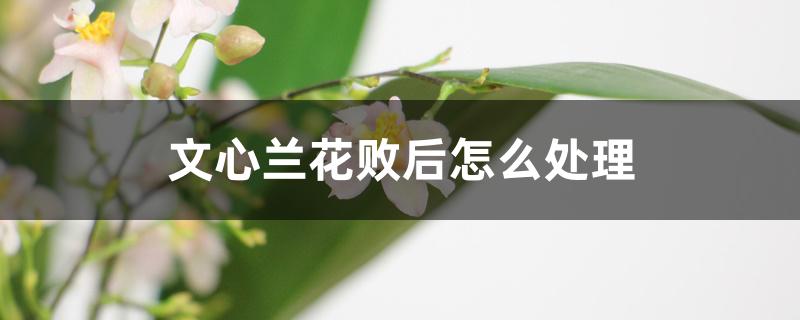 文心兰花败后怎么处理 文心兰花败后怎么处理