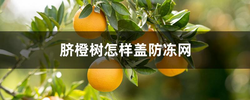 脐橙树怎样盖防冻网 脐橙树怎样盖防冻网