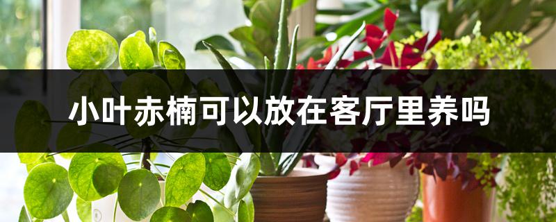 小叶赤楠可以放在客厅里养吗 小叶赤楠可以放在客厅里养吗