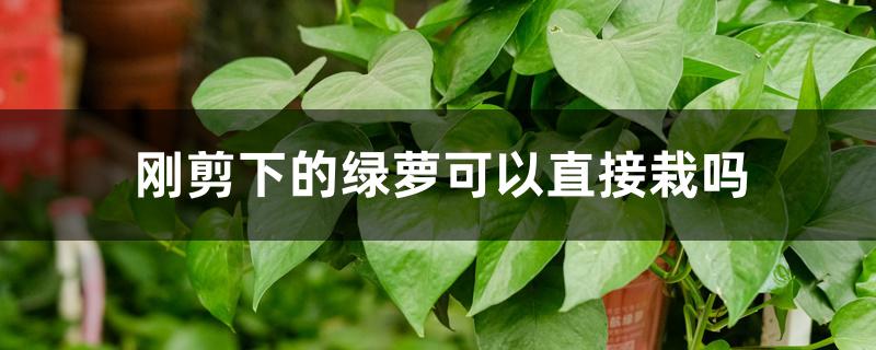 刚剪下的绿萝可以直接栽吗 刚剪下的绿萝可以直接栽吗